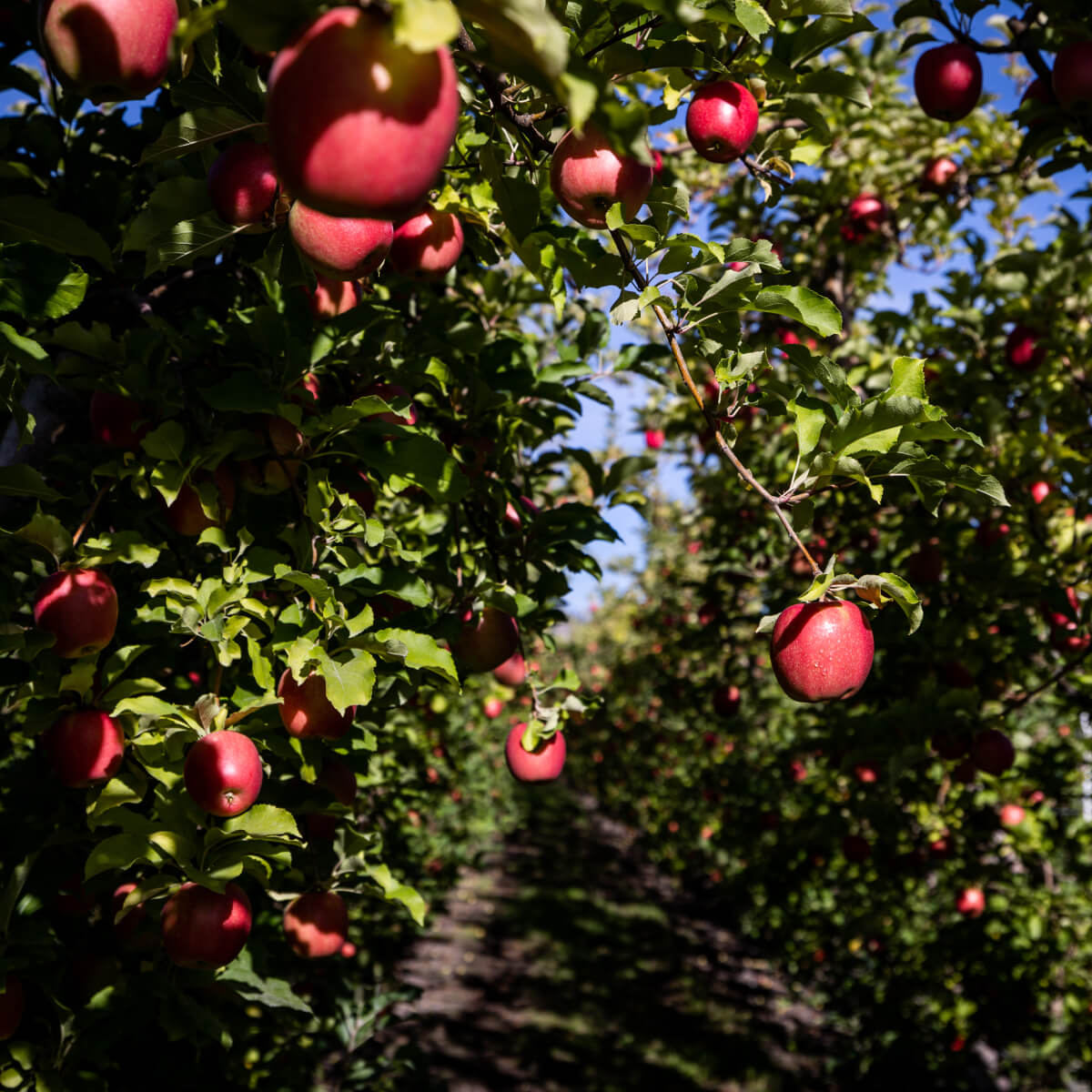 Brilliant George Orchards