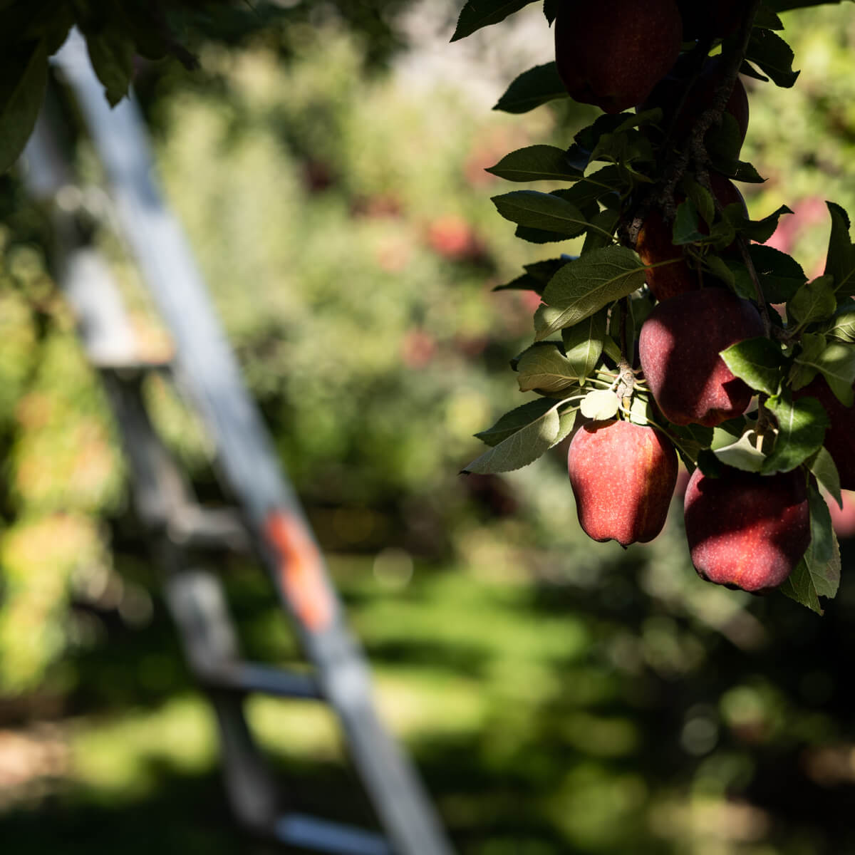 Brilliant George Orchards
