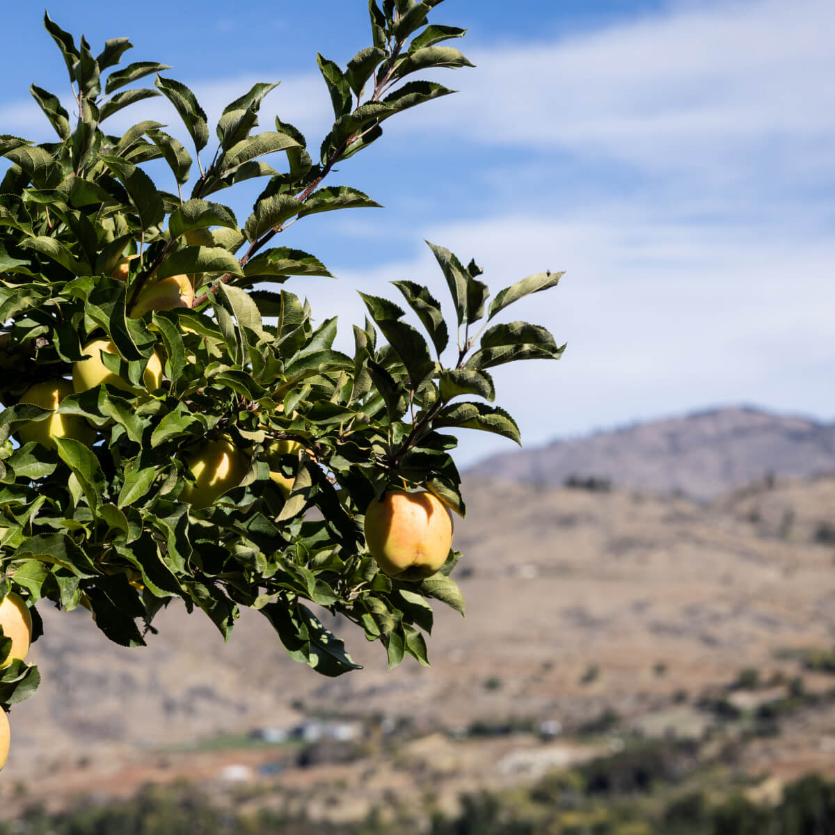 Brilliant George Orchards
