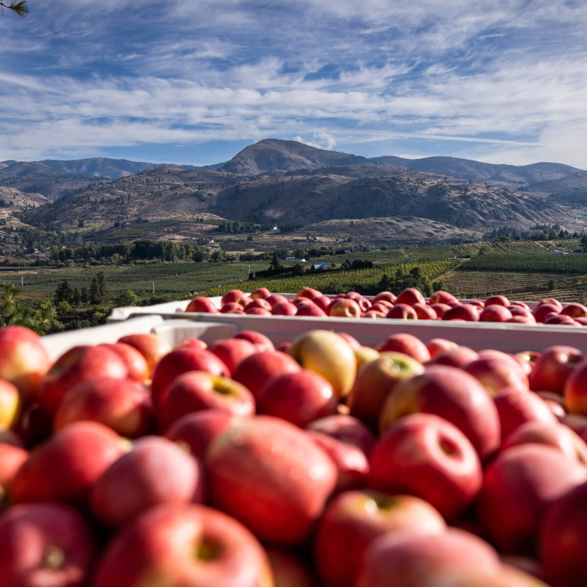 Brilliant George Orchards